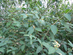 Lonicera micrantha