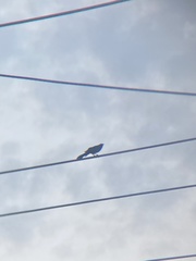 Quiscalus quiscula versicolor