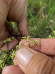 Trinia glauca