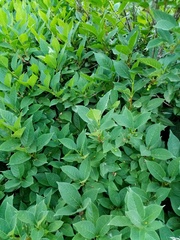 Lonicera maximowiczii