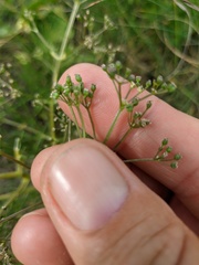 Trinia glauca
