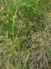 Trinia glauca