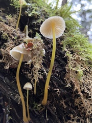 Mycena epipterygia