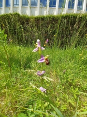 Ophrys apifera