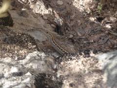 Ophisops elegans centralanatoliae