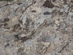 Ophisops elegans centralanatoliae