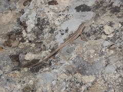 Ophisops elegans centralanatoliae