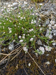 Asperula supina caespitans