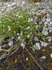 Asperula supina caespitans