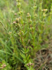 Hypericum linarioides