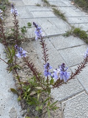 Veronica daurica