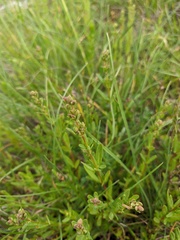Hypericum linarioides