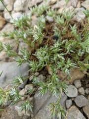 Minuartia glomerata