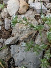 Minuartia glomerata