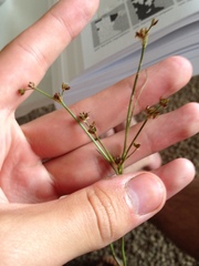 Juncus alpinoarticulatus