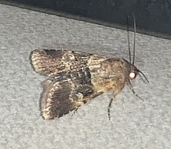 Properigea continens