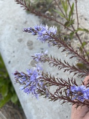 Veronica daurica