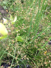 Juncus alpinoarticulatus