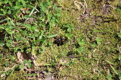 Vespula acadica