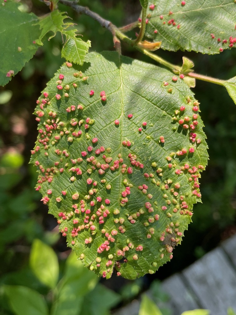 Alder Leaf Gall Mite