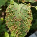 Alder Leaf Gall Mite - Photo (c) Tom Scavo, some rights reserved (CC BY), uploaded by Tom Scavo