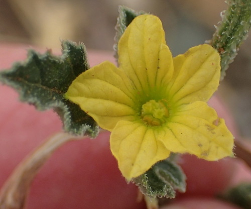 Cucumis zeyheri (Cucumis zeyheri)