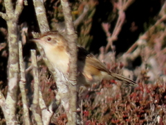 Cisticola juncidis terrestris
