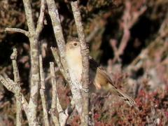 Cisticola juncidis terrestris