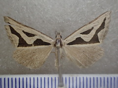 Dichromodes personalis