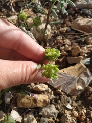 Valerianella turgida