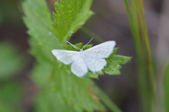Idaea pallidata