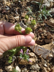 Valerianella turgida