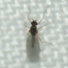 Lestremiinae