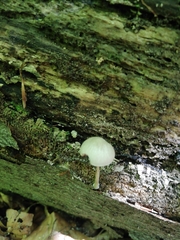 Pluteus semibulbosus