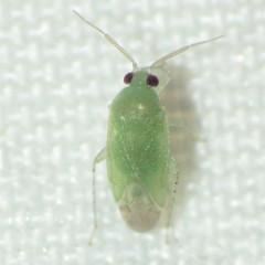 Phymatopsallus