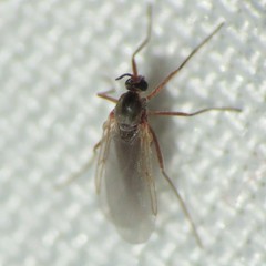 Lestremiinae