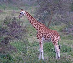 Giraffa camelopardalis rothschildi