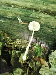 Pluteus semibulbosus
