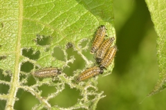 Chrysomela vigintipunctata