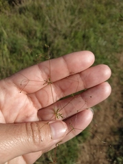 Galium tenuissimum