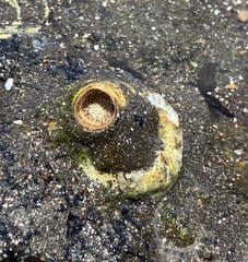 Thylacodes variabilis