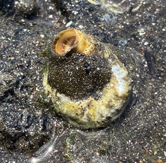 Thylacodes variabilis