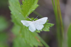 Idaea pallidata