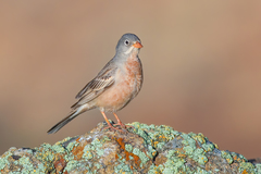 Grey-Necked Bunting photo 2
