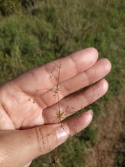 Galium tenuissimum