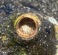 Thylacodes variabilis