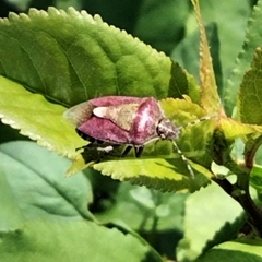 Dolycoris baccarum