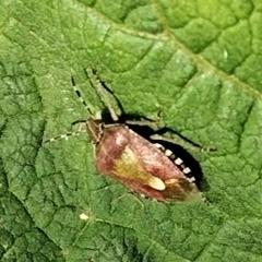Dolycoris baccarum