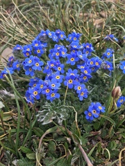 Eritrichium argenteum