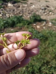 Valerianella muricata